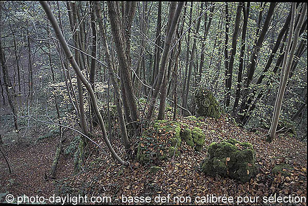 bois en automne